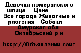 Девочка померанского шпица. › Цена ­ 40 000 - Все города Животные и растения » Собаки   . Амурская обл.,Октябрьский р-н